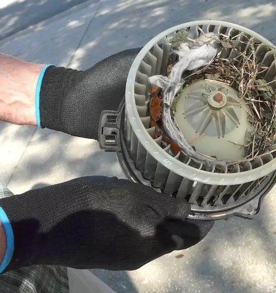 About Air Duct Mice Removal in Lakeland, FL